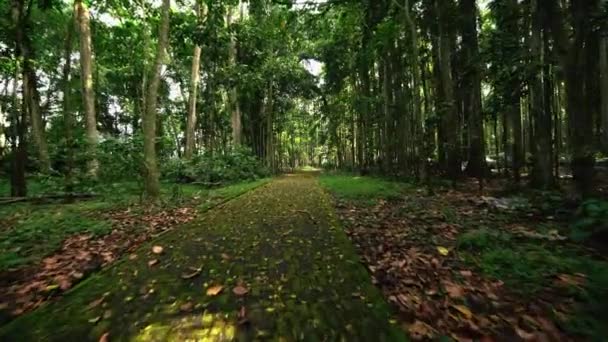 Pavimentazione lastre ricoperte di muschio. Passeggiata attraverso il sentiero della foresta pluviale — Video Stock