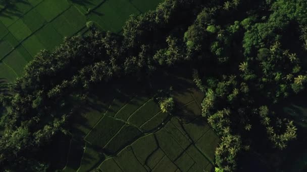 Hermosas terrazas de arroz vista desde la parte superior. disparar con Drone en un día soleado . — Vídeo de stock