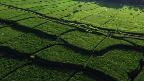 Güzel pirinç terasları yukarıdan bakılmaktadır. güneşli bir günde Drone ile ateş. — Stok video