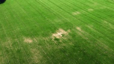 Yeşil genç buğday veya tahıl çeşitleri hava drone görünümünden rüzgarlı alan