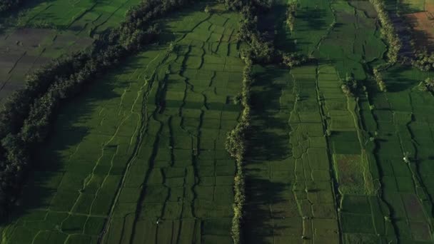 Piękne tarasy ryżowe widok z góry. strzelać z Drone w słoneczny dzień. — Wideo stockowe