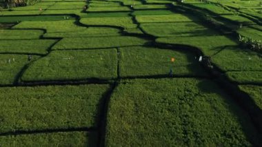 Güzel pirinç terasları yukarıdan bakılmaktadır. güneşli bir günde Drone ile ateş.