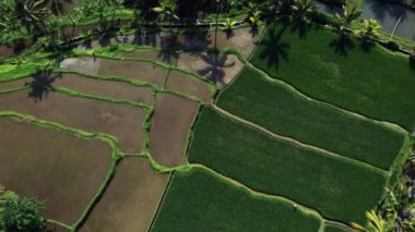 Güzel pirinç terasları yukarıdan bakılmaktadır. güneşli bir günde Drone ile ateş.