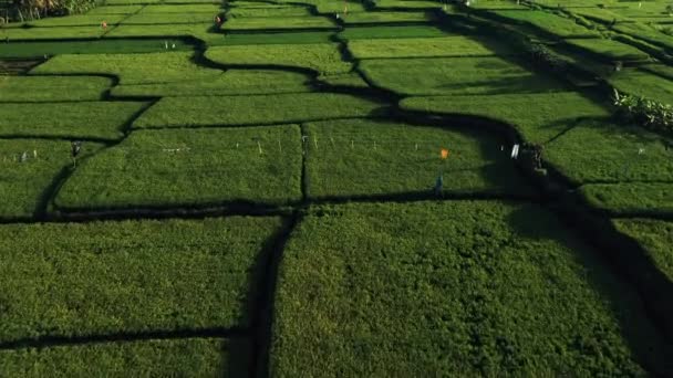 Belos terraços de arroz vista de cima. atirar com Drone em um dia ensolarado . — Vídeo de Stock