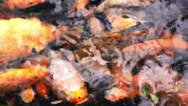 Utfodring färgglada fancy karp fisk — Stockvideo