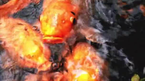 Ταΐζοντας πολύχρωμα φανταχτερά ψάρια κυπρίνου — Αρχείο Βίντεο