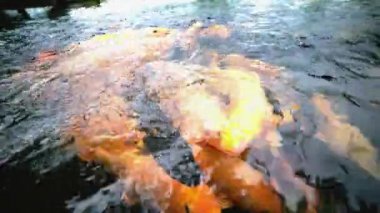 Renkli fantezi sazan balık besleme