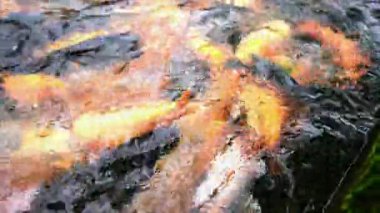 Renkli fantezi sazan balık besleme