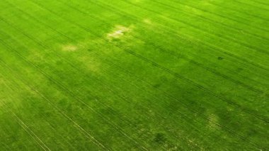 Yeşil genç buğday veya tahıl çeşitleri hava drone görünümünden rüzgarlı alan
