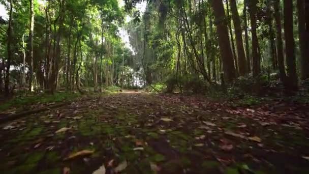 Paving slabs overgrown with moss. Walk through rainforest path — Stock Video