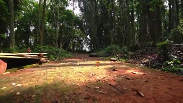 舗装スラブは苔で生え過ぎた。熱帯雨林の道を歩く — ストック動画