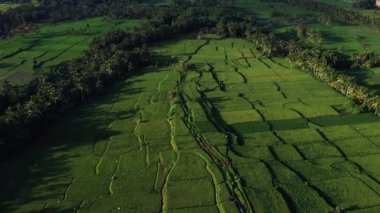 Güzel pirinç terasları yukarıdan bakılmaktadır. güneşli bir günde Drone ile ateş.