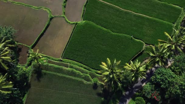 Belles terrasses de riz vue du haut. tournage avec Drone par une journée ensoleillée . — Video