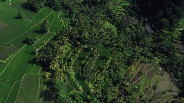 Belos terraços de arroz vista de cima. atirar com Drone em um dia ensolarado . — Vídeo de Stock