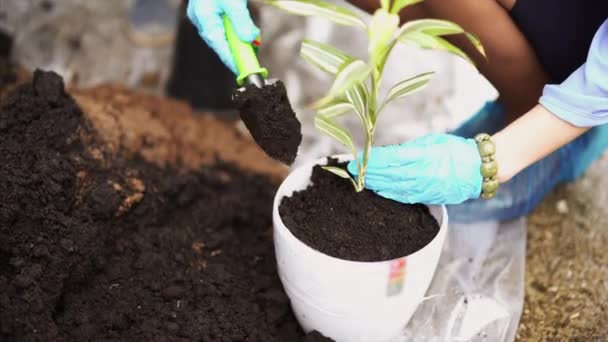 Tuinieren. Meisje werkt in tuin van struiken Hortensia. Vrouw tuinman wateren bloemen met gieter. Bloemen zijn roze, blauw en bloeiende in een country house — Stockvideo