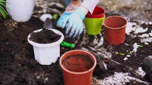 Jardinería. La muchacha trabaja en el jardín de los arbustos la hortensia. Mujer jardinero riega flores con regadera. Las flores son rosadas, azules y florecen en una casa de campo — Vídeo de stock