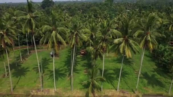 Piękne tarasy ryżowe widok z góry. strzelać z Drone w słoneczny dzień. — Wideo stockowe