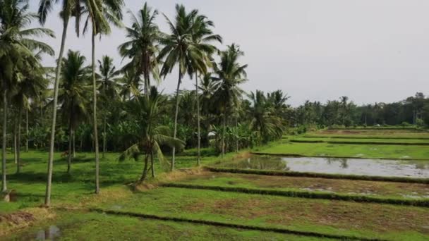 Hermosas terrazas de arroz vista desde la parte superior. disparar con Drone en un día soleado . — Vídeos de Stock