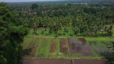 Güzel pirinç terasları yukarıdan bakılmaktadır. güneşli bir günde Drone ile ateş.