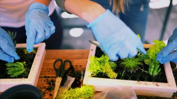 Jardinería. La muchacha trabaja en el jardín de los arbustos la hortensia. Mujer jardinero riega flores con regadera. Las flores son rosadas, azules y florecen en una casa de campo — Vídeo de stock