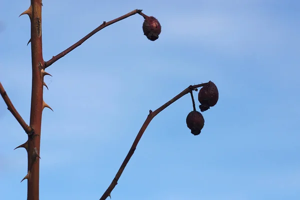 Сушеные Ягоды Шиповника Фоне Весеннего Неба — стоковое фото