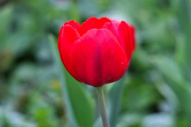  çiçek yatağında açan lale