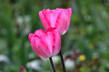  Çiçek yatağında iki çiçek açan lale