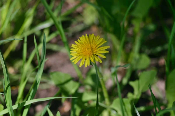 Yellow Dandelion Grass — Stock Photo, Image