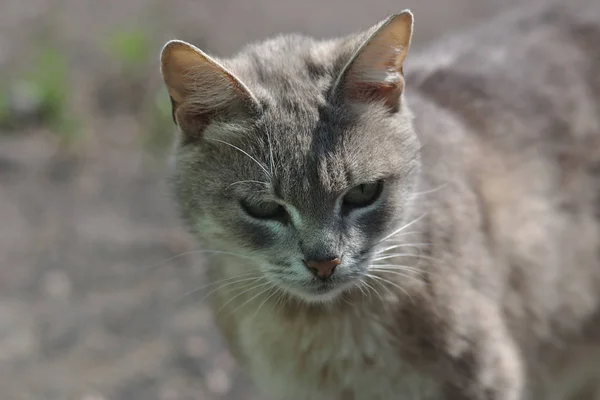 Обычный Серый Пушистый Кот Дворе — стоковое фото