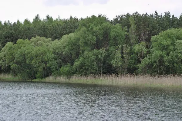 Lampi Coutryside Keväällä — kuvapankkivalokuva