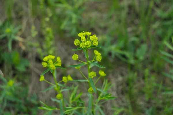 Tudo Floresce Primavera — Fotografia de Stock