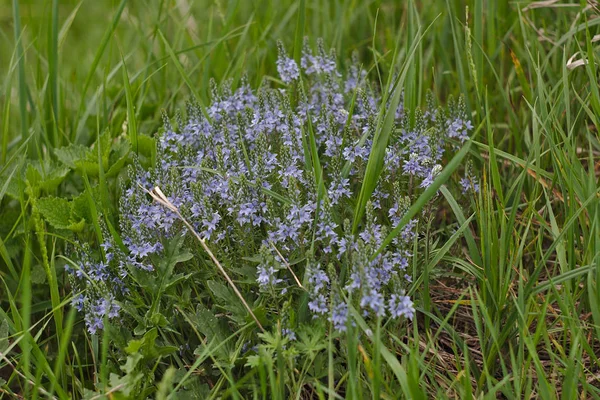 Tutto Fiorisce Primavera — Foto Stock