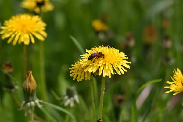 Hard Working Bee Yellow Dandelion — Stock Photo, Image