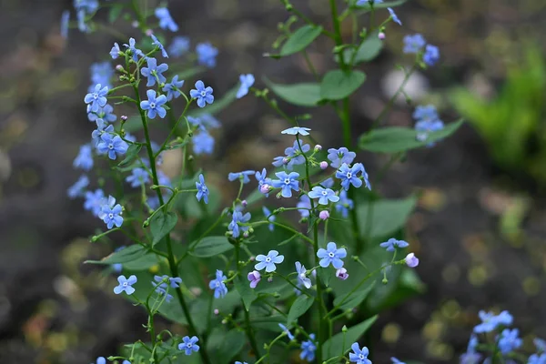 Tudo Floresce Primavera — Fotografia de Stock