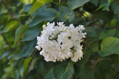 Parkta beyaz leylak çiçek açar.