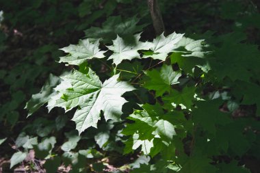 bir akçaağaç şubeleri