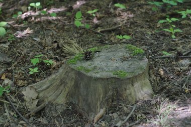 Ormandaki yaşlı kütük.