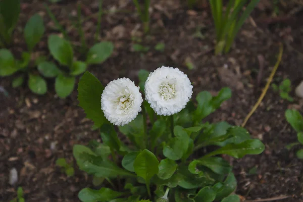 Flores Brancas Parque — Fotografia de Stock
