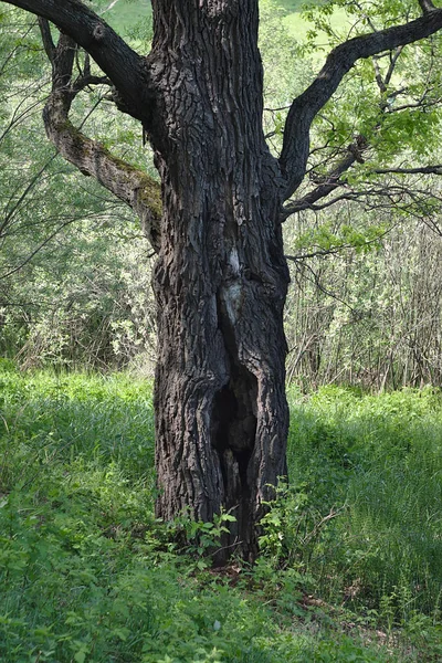 Árvore Velha Com Enorme Oco — Fotografia de Stock
