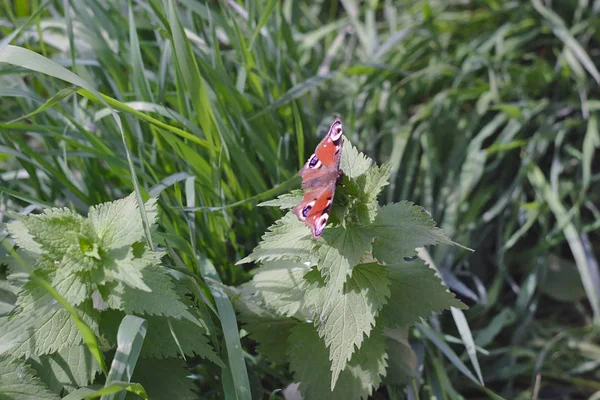 Bunter Schmetterling Auf Einem Brennnesselbusch — Stockfoto