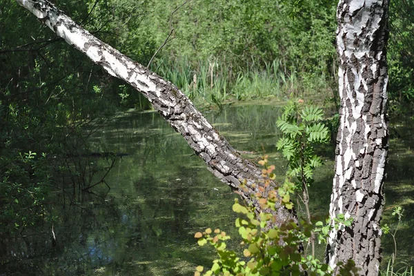 Doppelbirke Ufer Des Sumpfes — Stockfoto