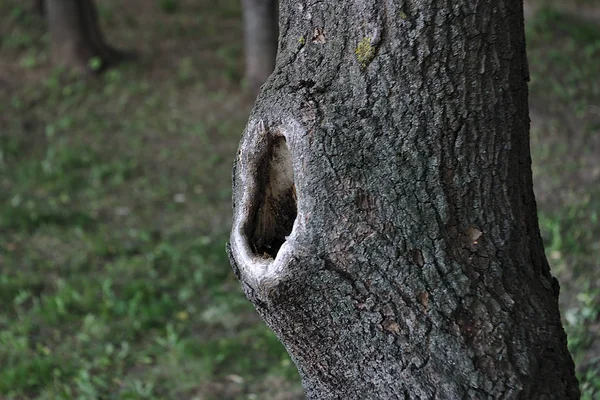 Ihåliga Trädstammen — Stockfoto