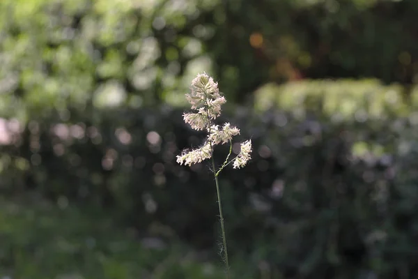 Gräs Blommor Poppel Fluff Värme — Stockfoto