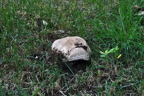 Funghi Che Crescono Sul Prato Mosca — Foto Stock