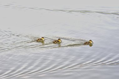 sahilde ve uçuşta, gölet vahşi ördekler