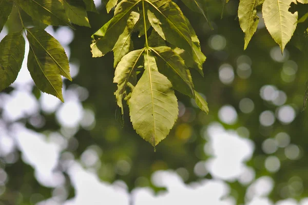 Branche Avec Feuilles Soleil — Photo