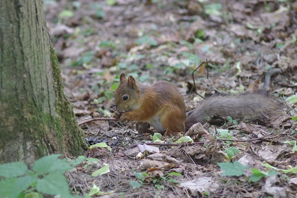 Esquilo Perto Uma Árvore Parque — Fotografia de Stock