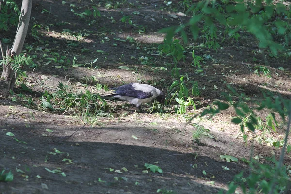 Cuervo Busca Comida Parque —  Fotos de Stock