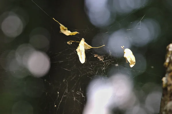 Dry Leaves Web — Stock Photo, Image