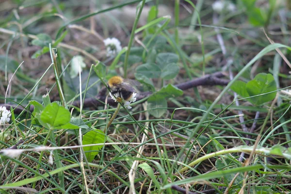 Bumblebee Üzerinde Bir Beyaz Yonca Çiçek — Stok fotoğraf
